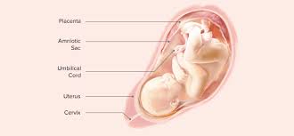 34 Weeks Pregnant Symptoms And Baby Development Pampers