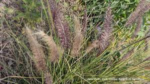 Image result for Cenchrus setaceus