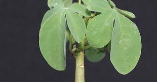 Image result for Adenia karibaensis