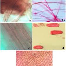 Image result for Cynanchum mulanjense