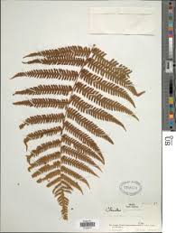 Image result for Ctenitis cirrhosa