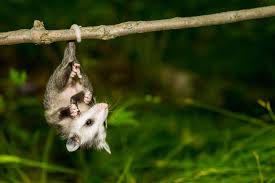 Possums will also feed on birds and eat bird eggs, which they will sometimes steal from the bird's nests. 10 Things You Didn T Know About Opossums