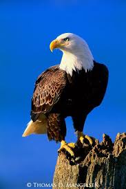 Led by guitarist don henley and drummer glenn frey, the eagles emerged as one of the most successful acts of the 1970s with no. Pin By Margie Denham On Eagles Bald Eagle Eagle Pictures Types Of Eagles