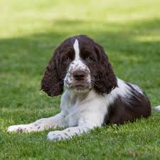 Although they can also point and retrieve, they are known for being used to. Welsh Springer Spaniel Puppies For Sale