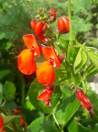 Image result for Phaseolus coccineus