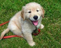 Placements are not on a first come/first serve basis, rather placements are made. Via The Daily Puppy Puppy Breed Golden Retriever Hi I M Timber I M An Eight Week Old Golden Retriever Pup Golden Retriever Cute Puppies Cute Puppy Names