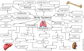 Organ Systems Graphic Organizer