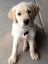Pin By Anna Latorre On Just Makes You Smile Lab Puppies Labrador Puppy Cute Puppies