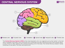 Central nervous system (cns) the cns is the brain and the spinal cord. Central Nervous System Overview Parts And Its Functions