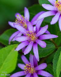 Lavendar Starflower Grewia Caffra Amazing Flowers Beautiful Flowers Purple Flowers