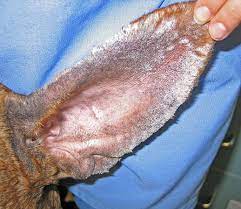 Flaky Or Scaly Skin Canine Skin Solutions