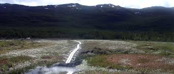 The great heterogeneity of the plant cover on both a large and a small scale, reflects the topographical heterogeneity of the site (fig. Studying Climate Change At High Speed The Daily