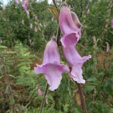 Image result for Ceratotheca triloba