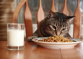Cats are obligate carnivores, meaning they must get their protein from animal sources and you are correct in that some wet and dry foods have rice in them, but that doesn't necessarily mean that rice should be fed as a staple diet. Which Human Food Can Cats Eat Southern Living