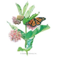 These (sometimes not so) cute critters happily gobble host plants until. Common Milkweed Butterfly Flower Seeds Flowers Botanical Interests