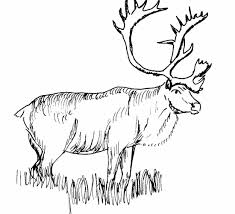 Elk Coloring Pages Best Coloring Pages For Kids In 2020 Coloring Pictures Of Animals Animal Coloring Books Animal Coloring Pages