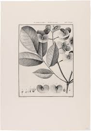 Image result for Flabellaria paniculata