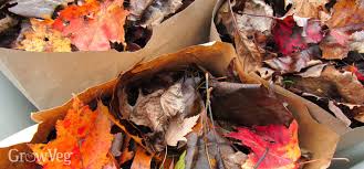 We did not find results for: Help Garden Bugs Survive Winter Using Fallen Leaves