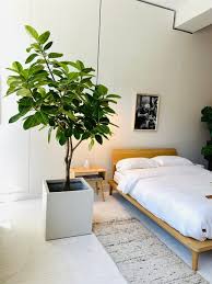 Image result for Ficus demeusei