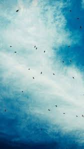 其他 蔚蓝的 天空 手机桌布s k y selection wallpaper bird wallpaper birds in the sky blue sky wallpaper