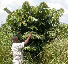 Image result for Pycnanthus