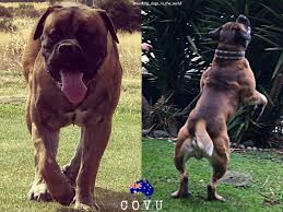 Boerboel durban north, thoroughbred boerbul pups for sale. Covu From Australia South African Boerboel African Boerboel South African Mastiff South African Boerboel