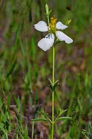 Image result for Volusia resupinata