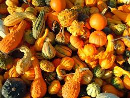 Soft shell gourds can be displayed with pumpkins. Gourds Types Of Gourds Growing Gourds Curing Gourds Old Farmer S Almanac