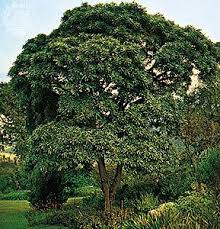 Image result for Tabernanthe