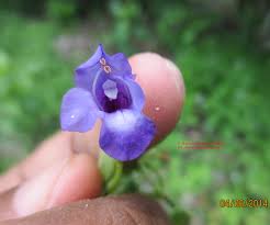 Image result for Torenia thouarsii