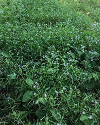 Image result for Elephantopus