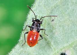 Image result for Scolopia stolzii