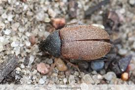 Kornkäfer sind kleine, bis zu 4 millimeter lange käfer mit schmalem körperbau. Kleine Braune Kafer In Haus Wohnung Bestimmen Und Loswerden Gartenlexikon De