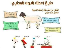 الخليل ابن أحمد الفراهيدي معجم العين للخليل بن أحمد الفراهيدي هو أول معجم عربي يؤلف في اللغة العربية، وإن أية مجاميع لغوية موحدة الموضوع سبقت الخليل ليست بمعاجم لأن معجم العين قد بني على خطة ثابتة. Ù…Ù…Ù„ÙƒØ© Ø§Ù„Ù…Ø§Ø¹Ø² ÙˆØ§Ù„Ø£ØºÙ†Ø§Ù… Posts Facebook