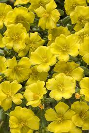 The green leaf is growing like crazy and very green but no roses. Mojave Yellow Moss Rose Portulaca Grandiflora Yellow Flowers Portulaca Grandiflora Flowers Perennials