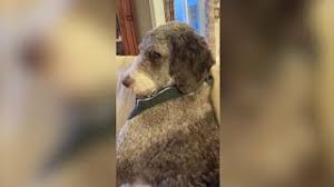 Al polo sud c'è un pollo giallo, al polo nord c'è. Il Cane Ignora La Padrona La Scena E Esilarante Youtube