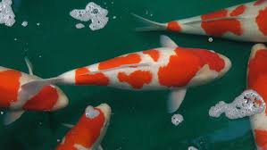 This might not be a drawback if you only want a couple of new koi and cannot face culling yourself. Why Are Koi Fish So Expensive Here S The Answer