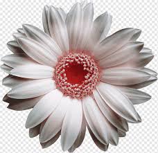New listingcobalt blue vaseline art glass toothpick holder uranium floral rose gerber daisy. Transvaal Daisy White Flower Bouquet Yellow Gerbera Cream White Violet Png Pngwing