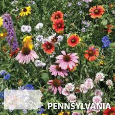 Download Pennsylvania Blend Wildflower Seed Urban Farmer