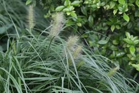 Image result for Cenchrus polystachios