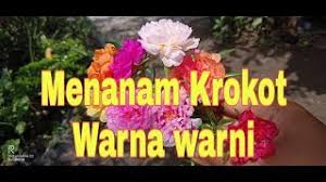 Bunga krokot mungkin belum populer di sebagian besar masyarakat indonesia. Cara Menanam Krokot Warna Warni Ide Kreatif Cute766