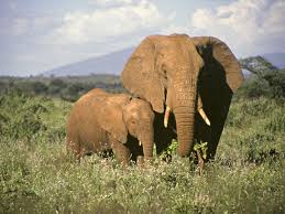 Top 10 cutest baby elephants of all time. Information And Facts About Elephant Babies