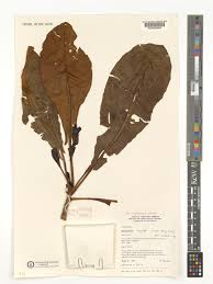 Image result for Anthocleista vogelii