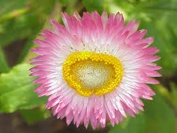 Browse our scrabble word finder, words with friends cheat dictionary, and wordhub word solver to find words starting with pl. List Of Flower Names X Y Z