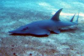 The species has a triangular snout, two large dorsal fins and a caudal fin that lacks a. Giant Guitarfish Wikipedia