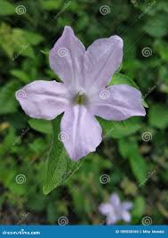 Image result for Ruellia patula