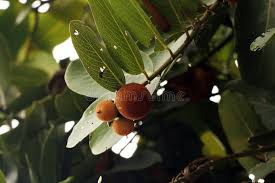 Image result for Ebenaceae