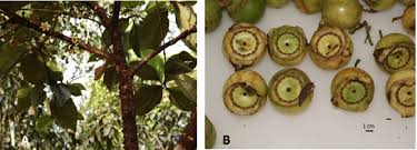 Image result for Bellucia