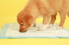 Small breeds have smaller bladders than large breeds so they need to go to the bathroom more often. How To Potty Train A Dog When You Live In A High Rise Apartment