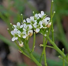 Image result for Vernonia hirsuta